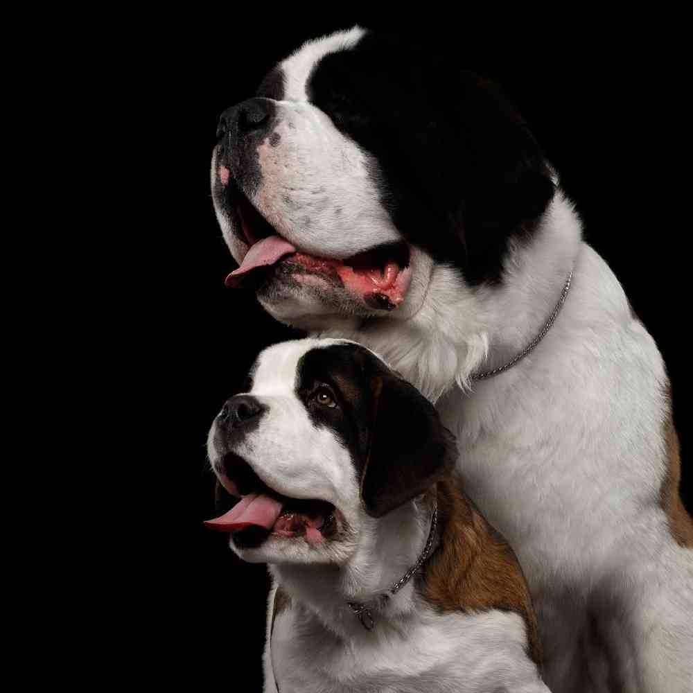 Saint Bernard Puppies for Sale image