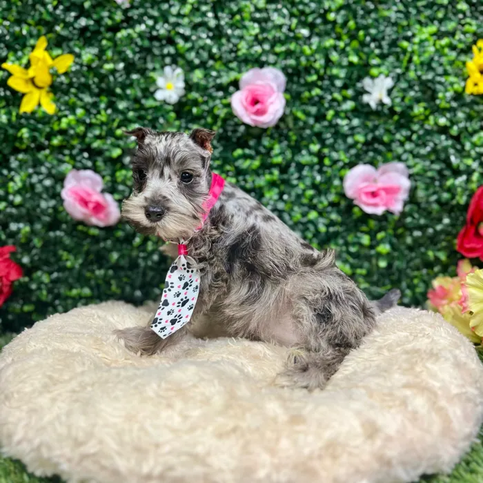 Female Mini Schnauzer puppy named Lydia for sale at Puppy Dreams - Round Rock.