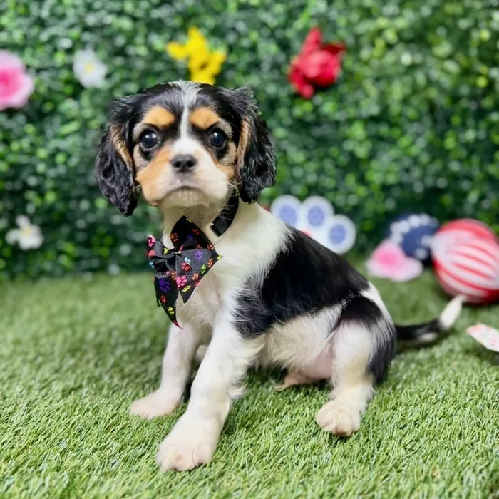 Male Cavalier King Charles Spaniel puppy named Leroy for sale at Puppy Dreams - Round Rock.