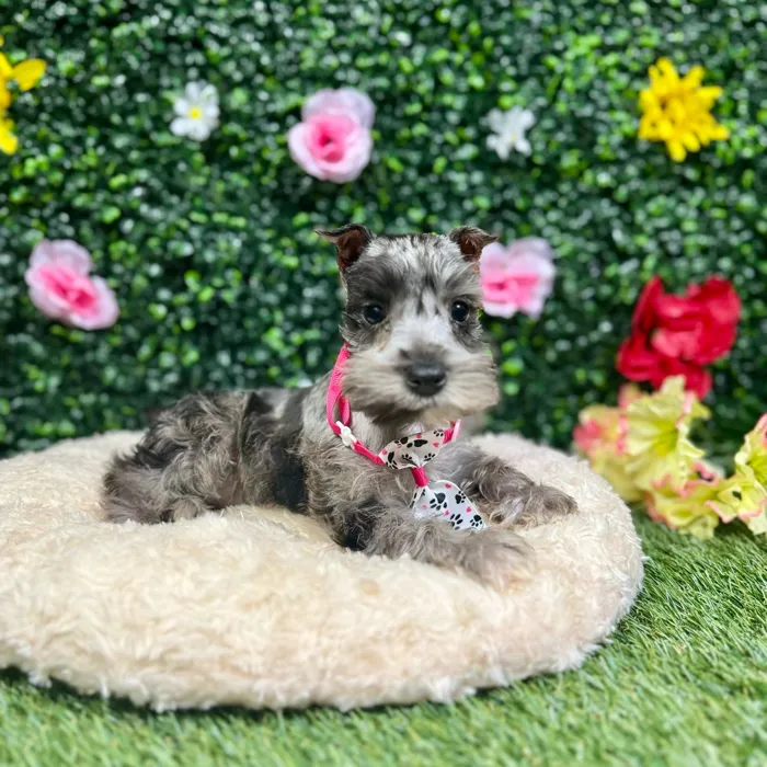 Female Mini Schnauzer puppy named Lydia for sale at Puppy Dreams - Round Rock.