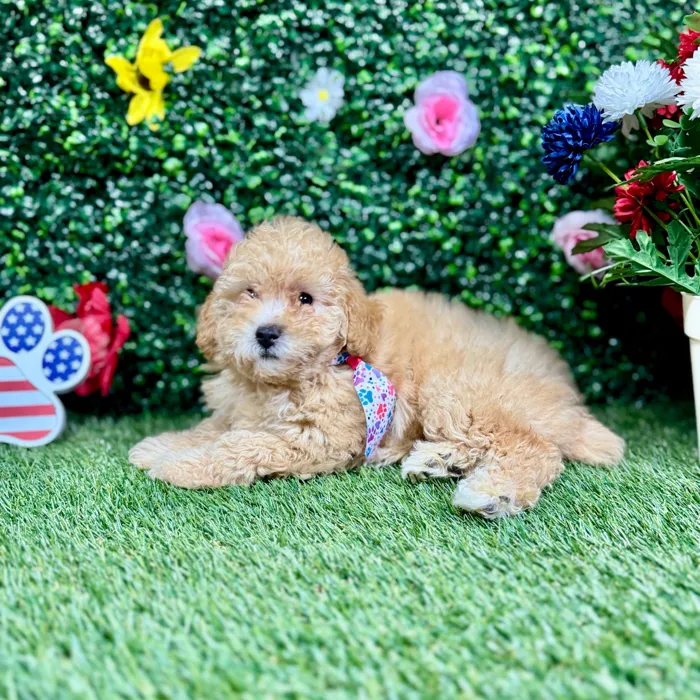 Female Mini Poodle puppy named Jade for sale at Puppy Dreams - Round Rock.
