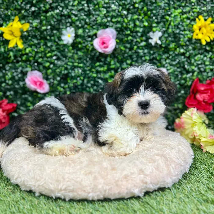 Male Teddy Bear puppy named Scott for sale at Puppy Dreams - Round Rock.