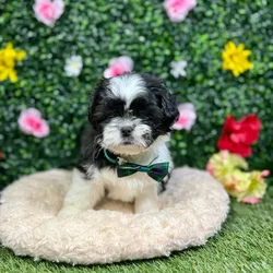 Male Shih Tzu puppy named Woody for sale at Puppy Dreams - Round Rock.