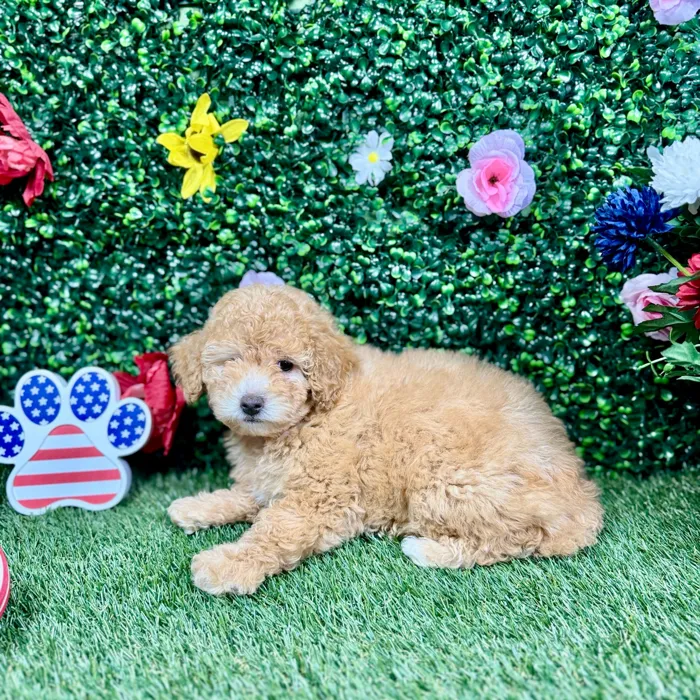 Female Mini Poodle puppy named Ruby for sale at Puppy Dreams - Round Rock.