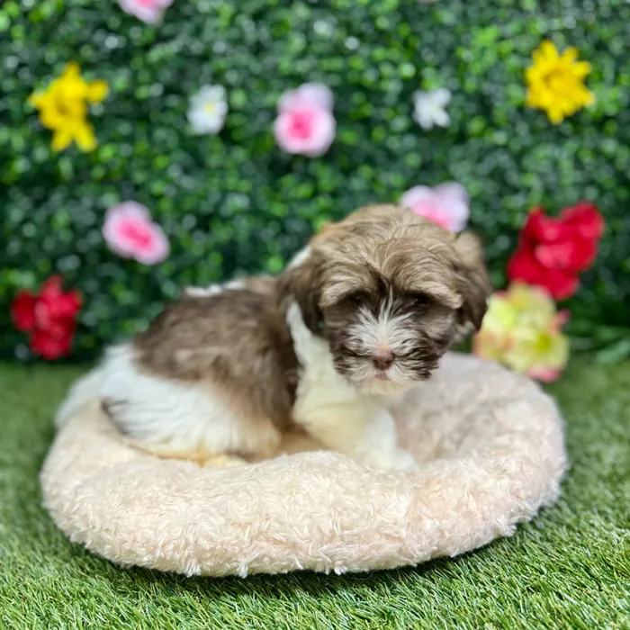Male Havanese puppy named Shark for sale at Puppy Dreams - Round Rock.