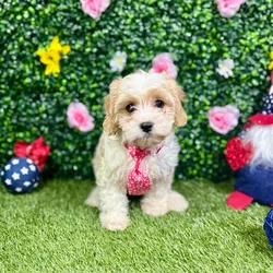 Female Cavachon puppy named Keila for sale at Puppy Dreams - Round Rock.