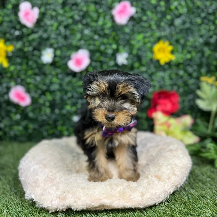 Female Yorkie puppy named Muffin for sale at Puppy Dreams - Round Rock.