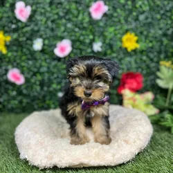 Female Yorkie puppy named Muffin for sale at Puppy Dreams - Round Rock.