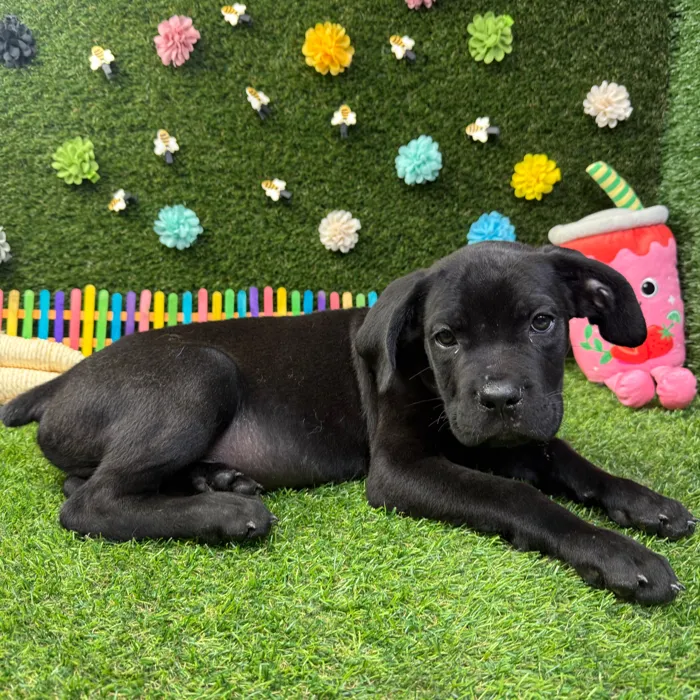 Male Cane Corso puppy named Max for sale at Puppy Dreams - Round Rock.