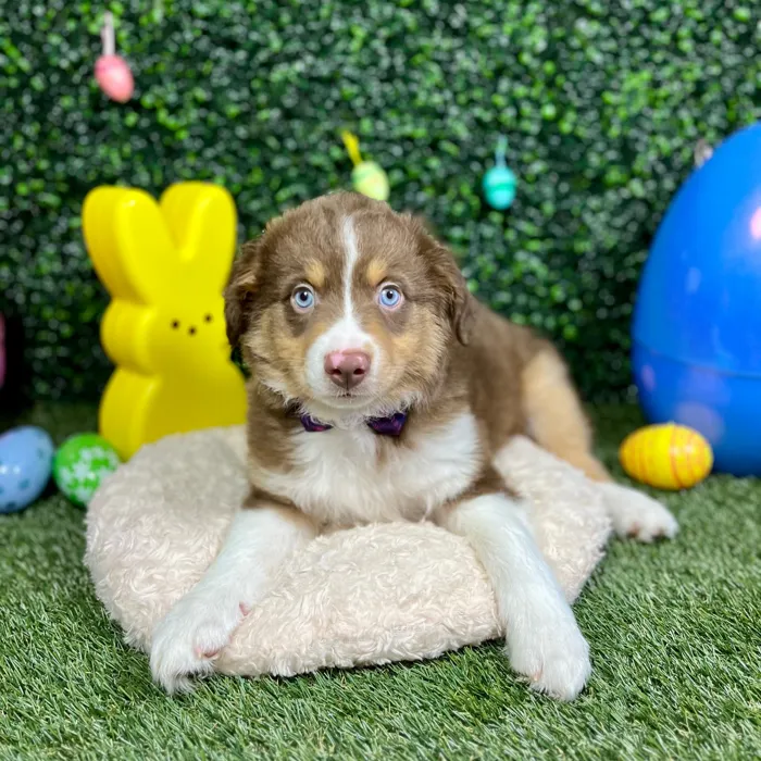 Male Mini Aussie puppy named Koda for sale at Puppy Dreams - Round Rock.