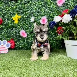 Male Mini Schnauzer puppy named Jack for sale at Puppy Dreams - Round Rock.
