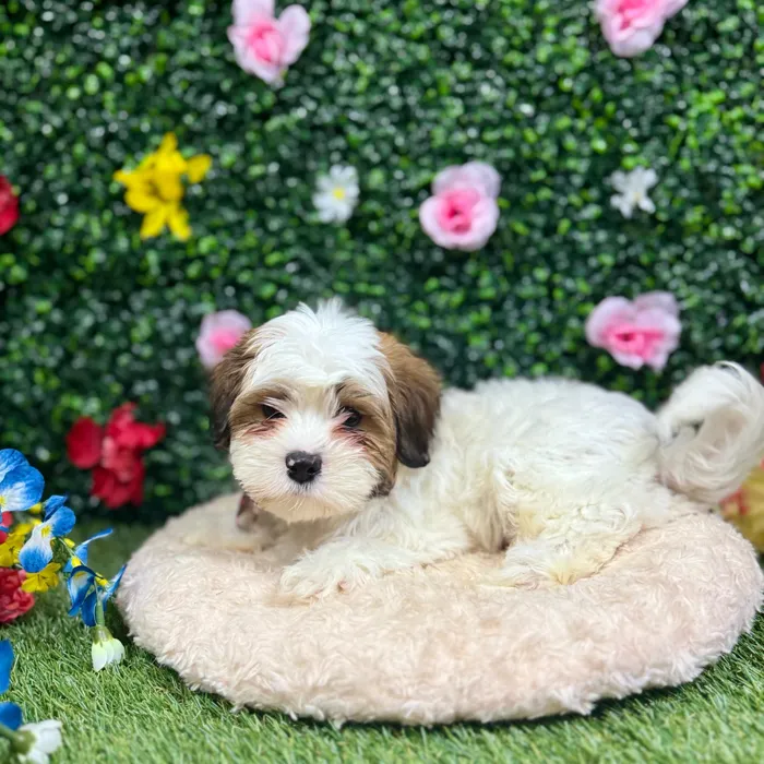Male Teddy Bear puppy named Larry for sale at Puppy Dreams - Round Rock.