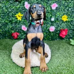 Male Doberman Pinscher puppy named Fang for sale at Puppy Dreams - Round Rock.