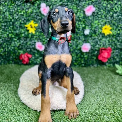 Male Doberman Pinscher puppy named Fang for sale at Puppy Dreams - Round Rock.
