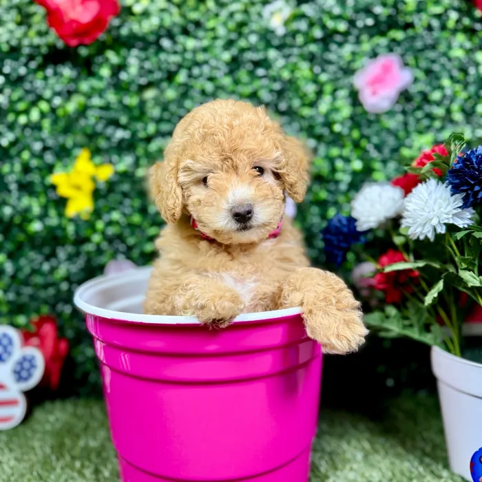 Female Mini Poodle puppy named Ruby for sale at Puppy Dreams - Round Rock.