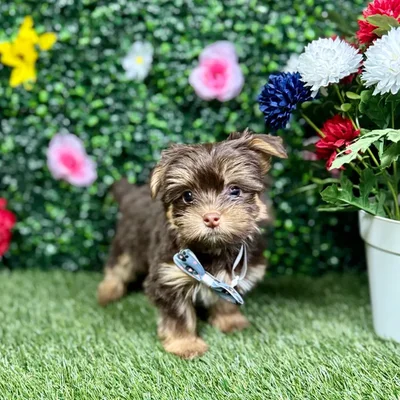 Male Havashire puppy named Phillipe for sale at Puppy Dreams - Round Rock.