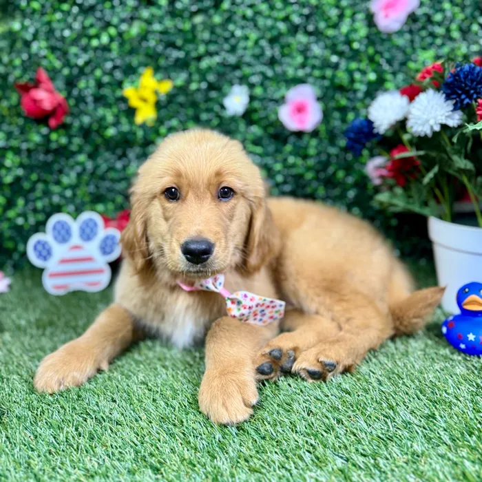 Male Golden Retriever puppy named Cooper for sale at Puppy Dreams - Round Rock.