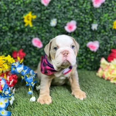 Female English Bulldog puppy named Cash for sale at Puppy Dreams - Round Rock.