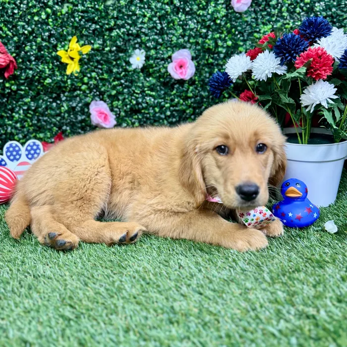 Male Golden Retriever puppy named Cooper for sale at Puppy Dreams - Round Rock.