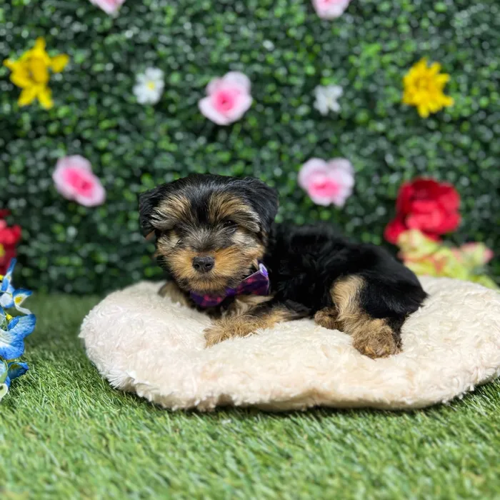 Female Yorkie puppy named Muffin for sale at Puppy Dreams - Round Rock.