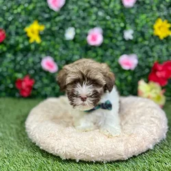 Male Havanese puppy named Shark for sale at Puppy Dreams - Round Rock.