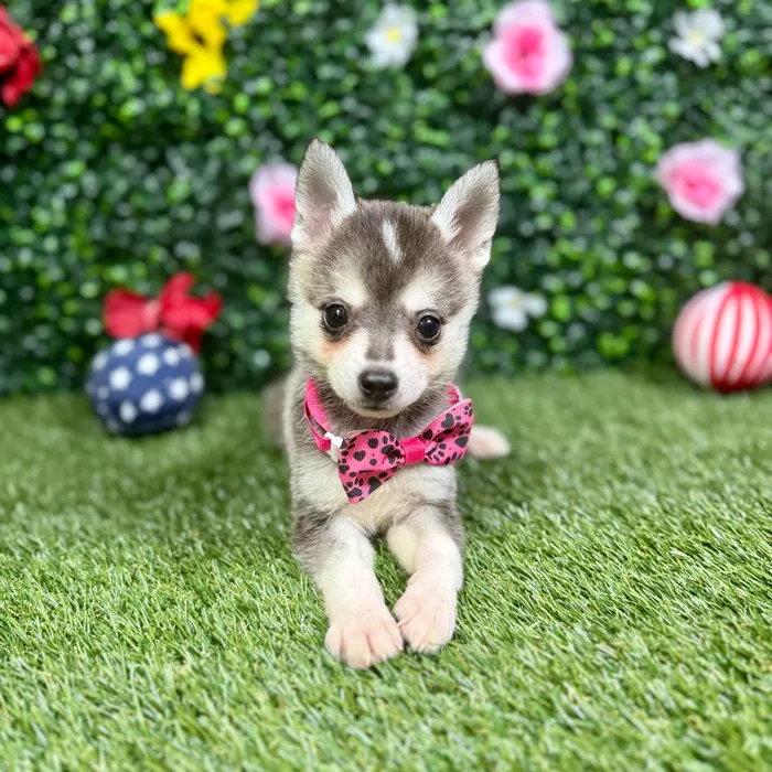 Female Alaskan Klee Kai puppy named Bhavika for sale at Puppy Dreams - Round Rock.
