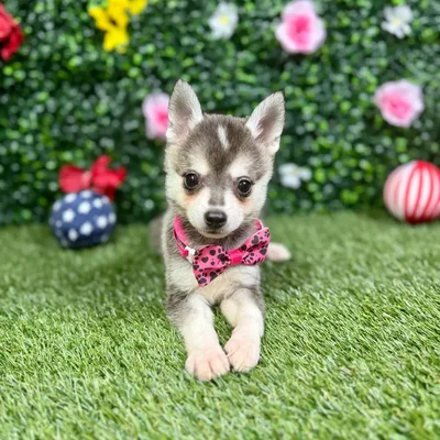 Female Alaskan Klee Kai puppy named Paloma for sale at Puppy Dreams - Round Rock.