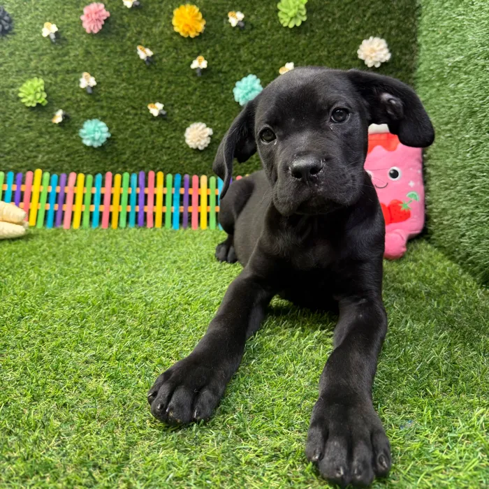 Male Cane Corso puppy named Max for sale at Puppy Dreams - Round Rock.