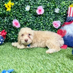 Male Poodle puppy named Bruce for sale at Puppy Dreams - Round Rock.