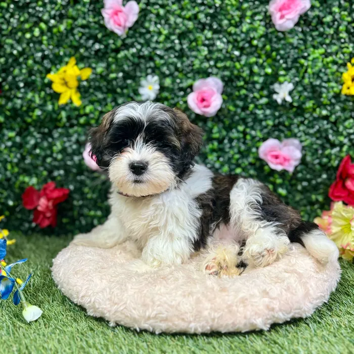 Male Teddy Bear puppy named Scott for sale at Puppy Dreams - Round Rock.