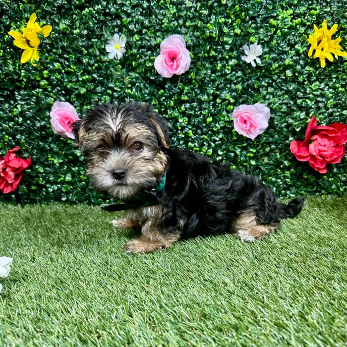 Male Morkie puppy named Charlie for sale at Puppy Dreams - Round Rock.