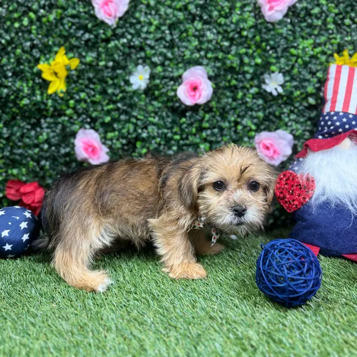 Male Shorkie puppy named Olaf for sale at Puppy Dreams - Round Rock.