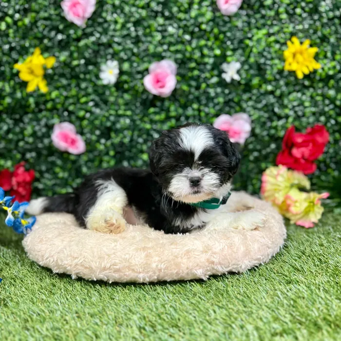 Male Shih Tzu puppy named Woody for sale at Puppy Dreams - Round Rock.