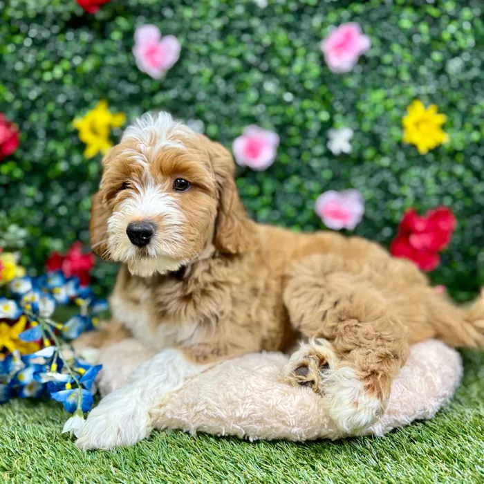 Male Mini Goldendoodle puppy named Mark for sale at Puppy Dreams - Round Rock.