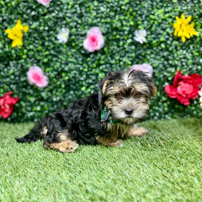 Male Morkie puppy named Charlie for sale at Puppy Dreams - Round Rock.