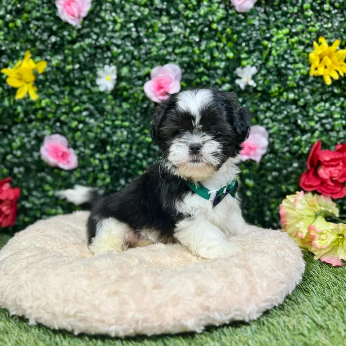 Male Shih Tzu puppy named Woody for sale at Puppy Dreams - Round Rock.