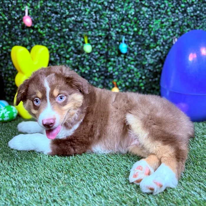 Male Mini Aussie puppy named Koda for sale at Puppy Dreams - Round Rock.