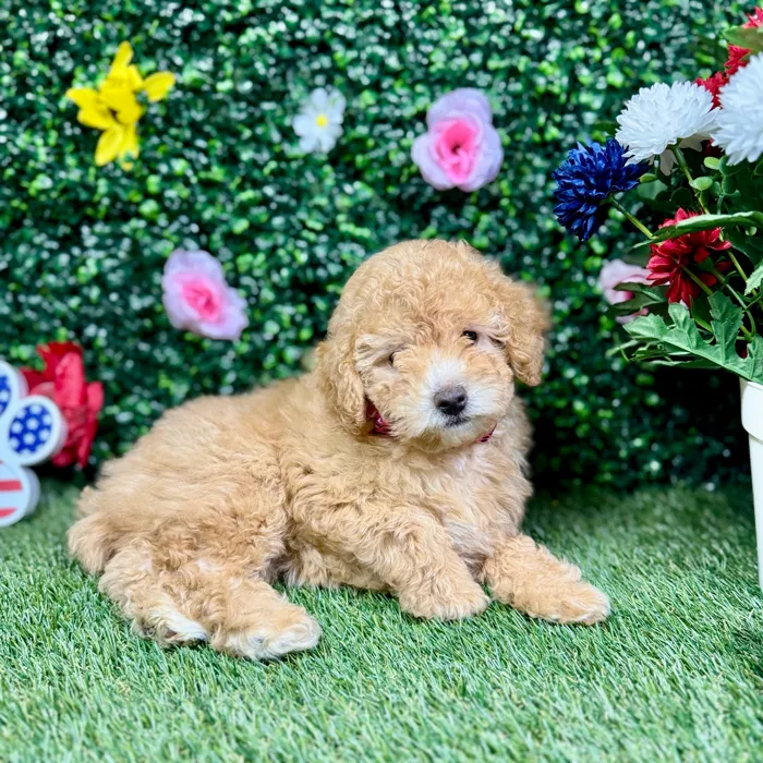 Female Mini Poodle puppy named Ruby for sale at Puppy Dreams - Round Rock.