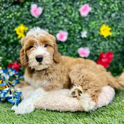 Male Mini Goldendoodle puppy named Mark for sale at Puppy Dreams - Round Rock.