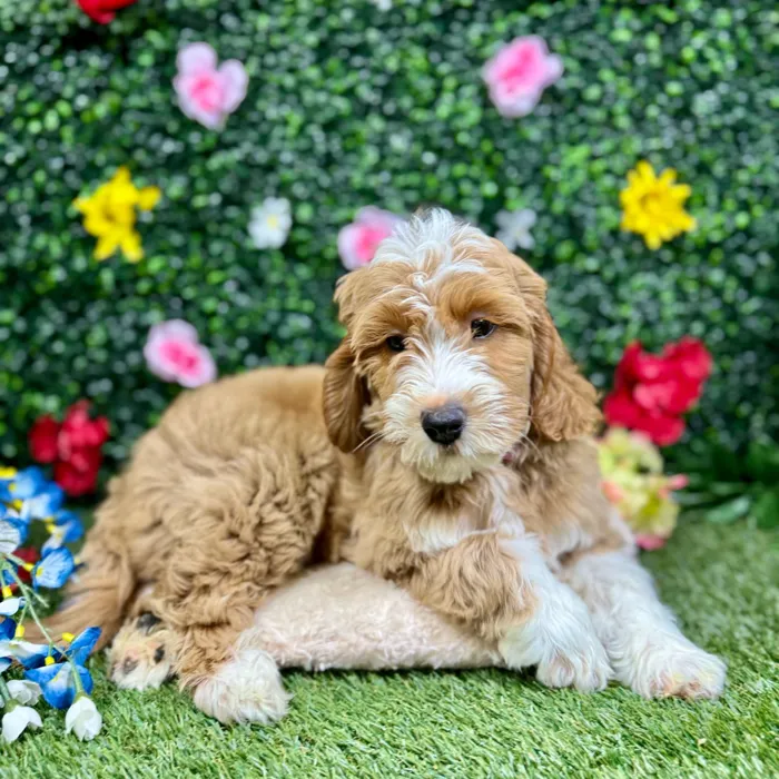 Male Mini Goldendoodle puppy named Mark for sale at Puppy Dreams - Round Rock.