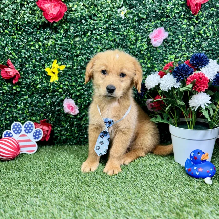 Male Golden Retriever puppy named Stripes for sale at Puppy Dreams - Round Rock.