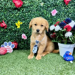 Male Golden Retriever puppy named Stripes for sale at Puppy Dreams - Round Rock.