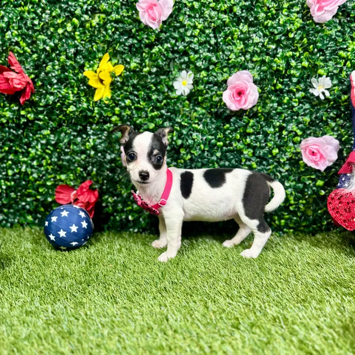 Female Chihuahua puppy named Gumdrop for sale at Puppy Dreams - Round Rock.