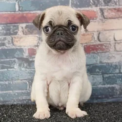 Male Pug puppy named Barack for sale at Puppy Dreams - Round Rock.