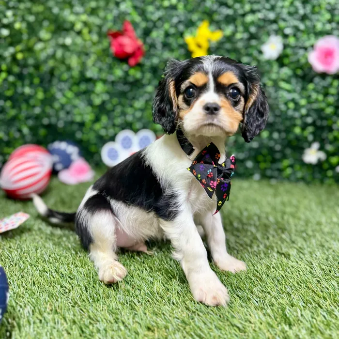 Male Cavalier King Charles Spaniel puppy named Leroy for sale at Puppy Dreams - Round Rock.
