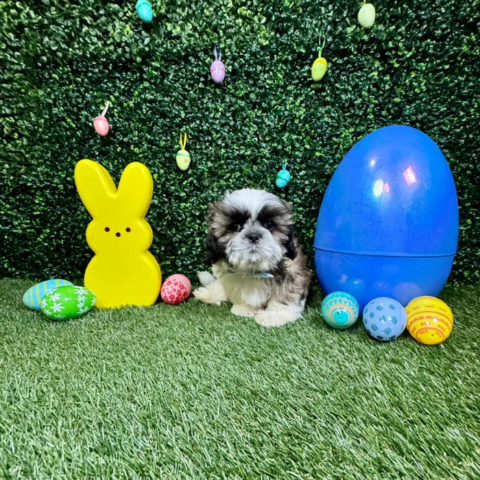 Male Shih Tzu puppy named Chewy for sale at Puppy Dreams - Round Rock.