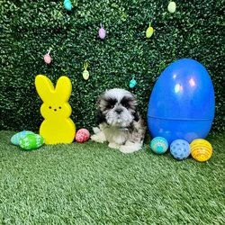 Male Shih Tzu puppy named Chewy for sale at Puppy Dreams - Round Rock.