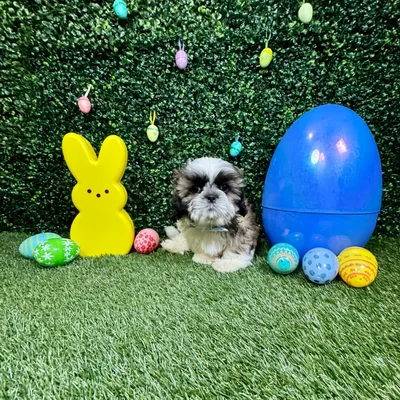 Male Shih Tzu puppy named Chewy for sale at Puppy Dreams - Round Rock.
