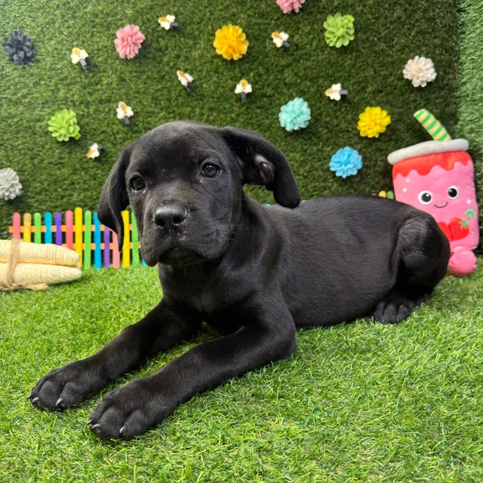 Male Cane Corso puppy named Max for sale at Puppy Dreams - Round Rock.