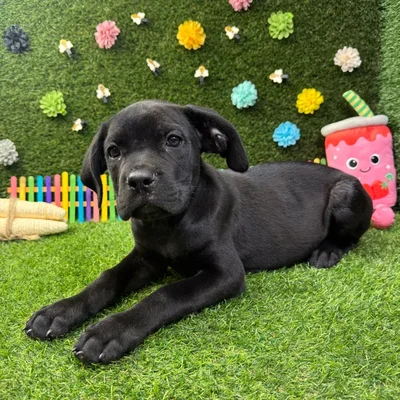Male Cane Corso puppy named Max for sale at Puppy Dreams - Round Rock.